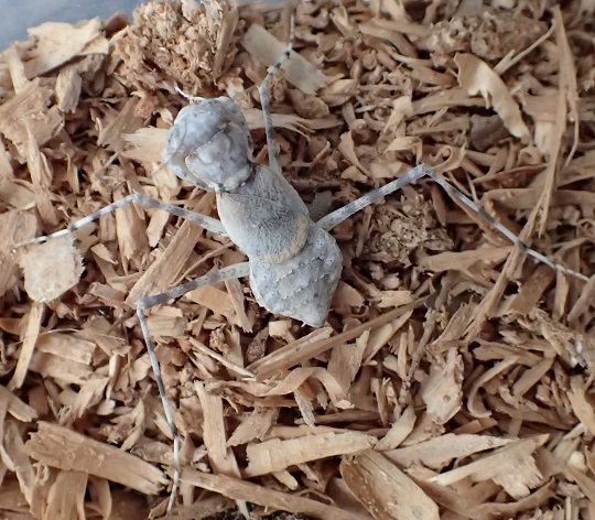 ダンゴカマキリ サバクカマキリ 萌萌虫雑記帳