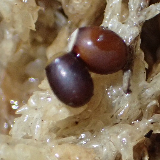 2/
