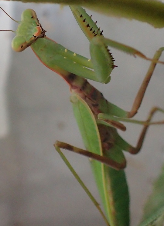 ハラビロカマキリ６ 萌萌虫雑記帳