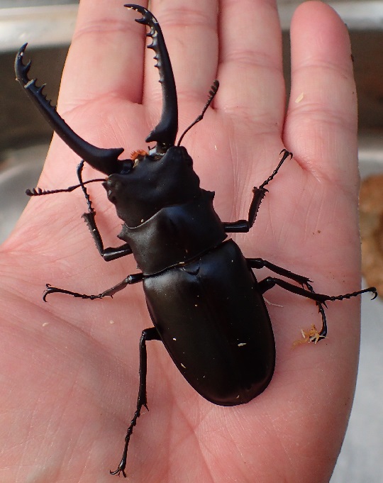 ギラファノコギリクワガタ まとめ 2025年度版】ギラファノコギリクワガタの飼育についての飼育方法まとめ