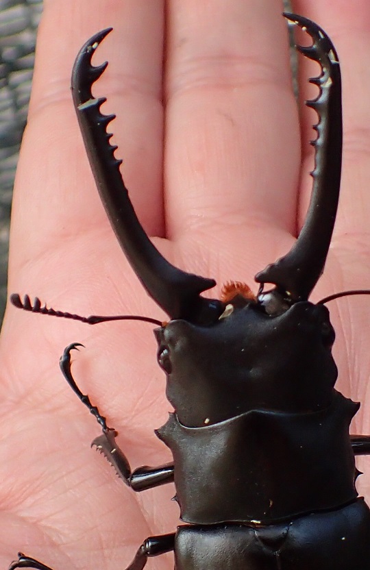 ギラファノコギリクワガタ | 萌萌虫雑記帳