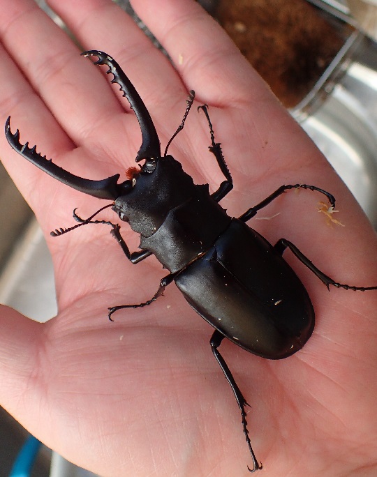 ギラファノコギリクワガタ | 萌萌虫雑記帳