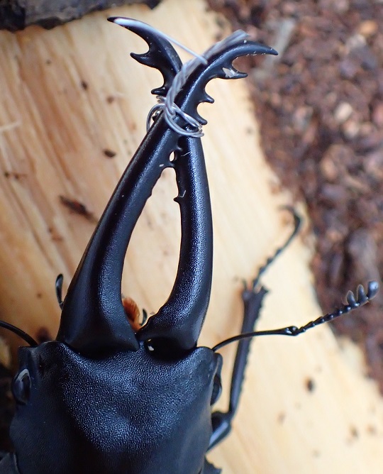 ギラファノコギリクワガタ | 萌萌虫雑記帳