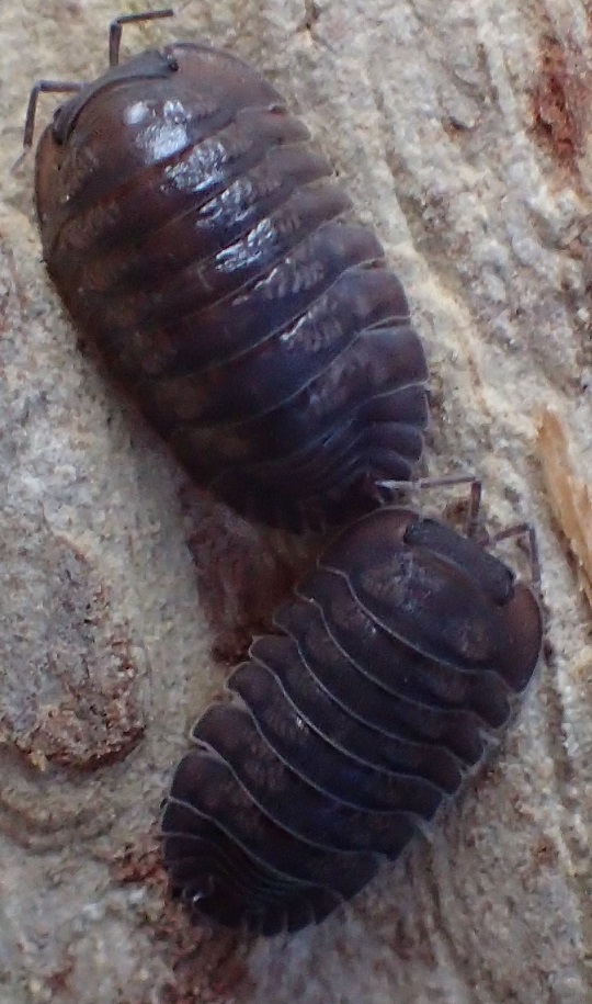 フチゾリネッタイコシビロダンゴムシ2 | 萌萌虫雑記帳