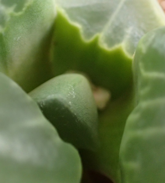 ハオルチア Multica2.JPG