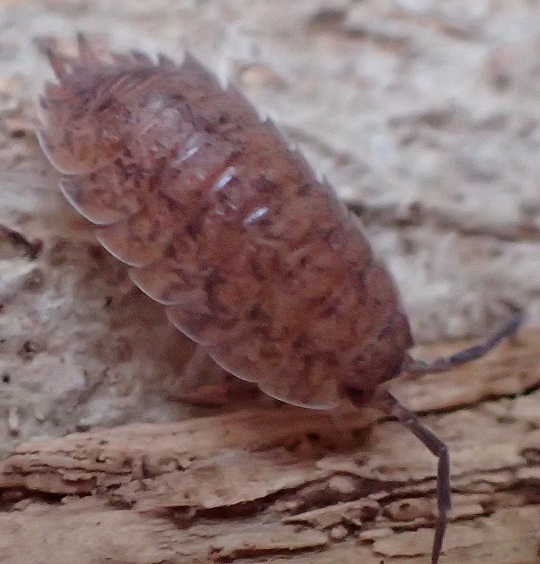 ワーネリー コウテイオオワラジ 13匹 ワラジ・ワラジムシ - 虫類