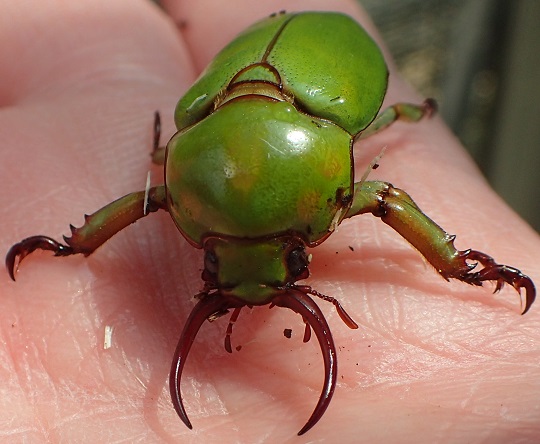 クワガタコガネ ドへルティ | 萌萌虫雑記帳