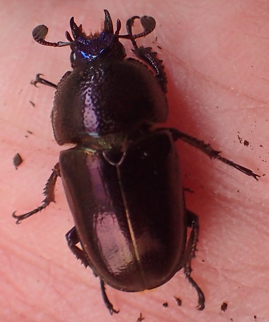 世界昆虫大百科 第3弾 抽選 当選品「パプアキンイロクワガタ♀」3体セット 世界昆虫大百科 第3弾 抽選 当選品「パプアキンイロクワガタ♀」3体