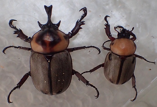 ヨツボシヒナカブト | 萌萌虫雑記帳