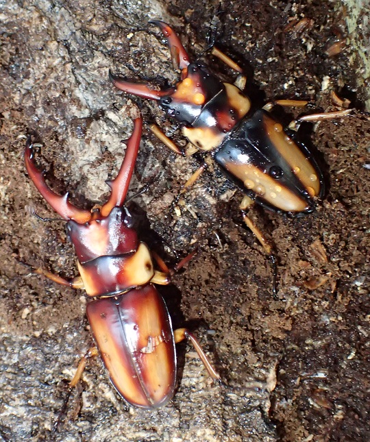 サバゲノコギリクワガタ4 | 萌萌虫雑記帳