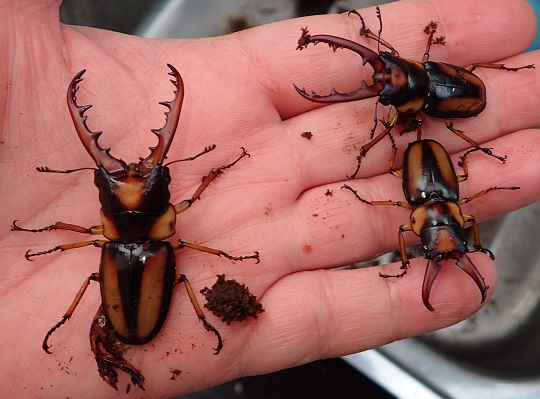 サバゲノコギリクワガタ　美品 サバゲノコギリ飼育記2022~ : クワガタ備忘録