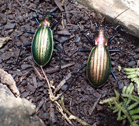 オオルリオサムシ2 | 萌萌虫雑記帳