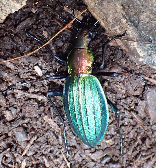 オオルリオサムシ2 | 萌萌虫雑記帳