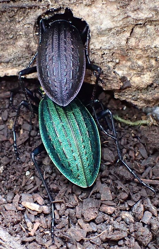 オオルリオサムシ2 | 萌萌虫雑記帳