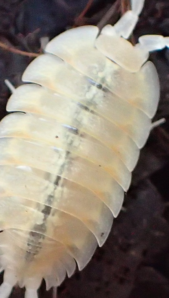 ユウレイオオワラジムシ5 | 萌萌虫雑記帳