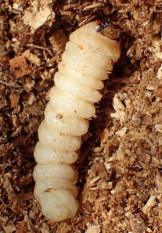 ウスバカミキリ4 | 萌萌虫雑記帳