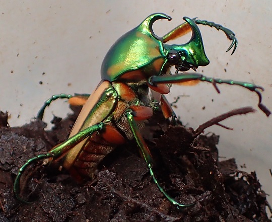 標本　ミンダナオ島産　セブヒメカブトハナムグリ　♂２３．６、♀２０．９ミリ　ペア　パラタイプ くわかぶプラネット ⁄ WDセブヒメカブトハナムグリ(オリエンタリス