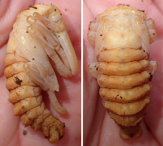 【オンラインショップ】 ギラファノコギリクワガタ6 萌萌虫雑記帳 | その他
