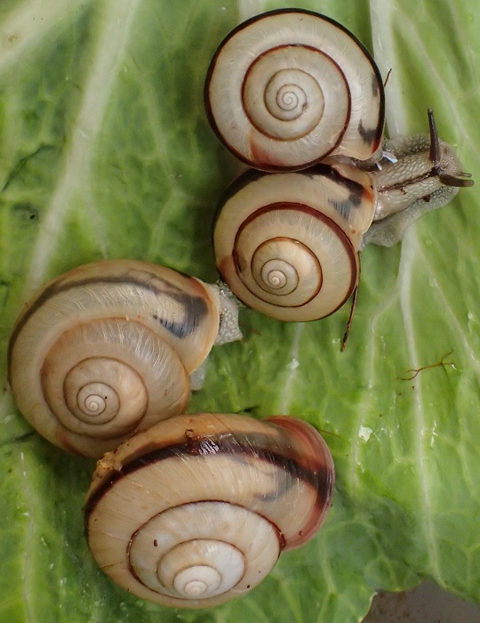 クチベニマイマイ2 | 萌萌虫雑記帳