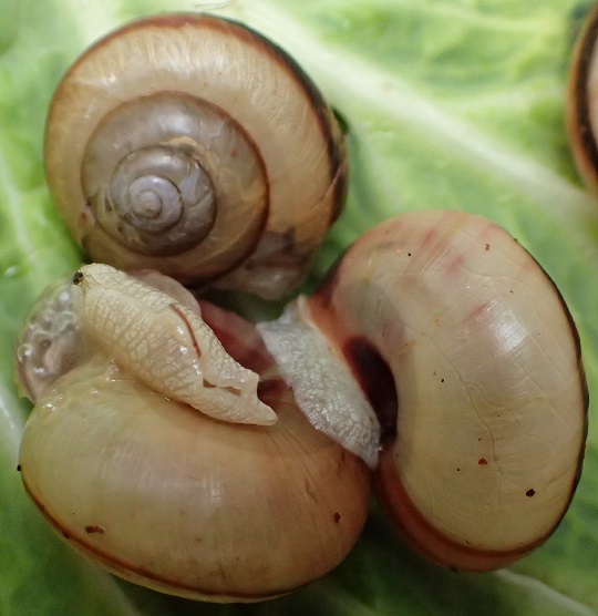 クチベニマイマイ2 | 萌萌虫雑記帳