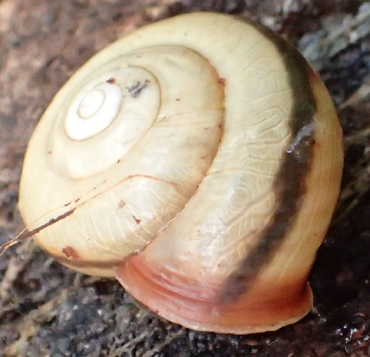 クチベニマイマイ2 | 萌萌虫雑記帳