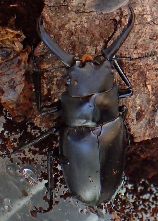 ギラファノコギリクワガタ ギラファノコギリクワガタ120mm – 月夜野クワカブ市場