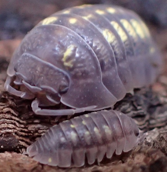 キボシダンゴムシ7 | 萌萌虫雑記帳