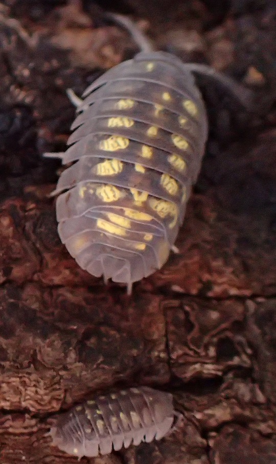 キボシダンゴムシ7 | 萌萌虫雑記帳