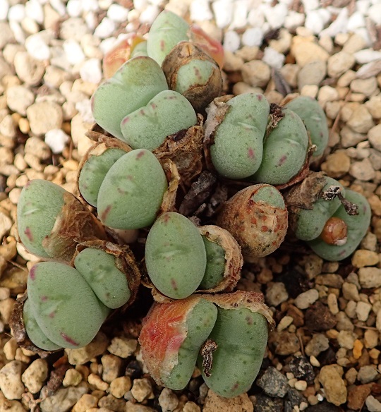 コノフィツム6 | 萌萌虫雑記帳