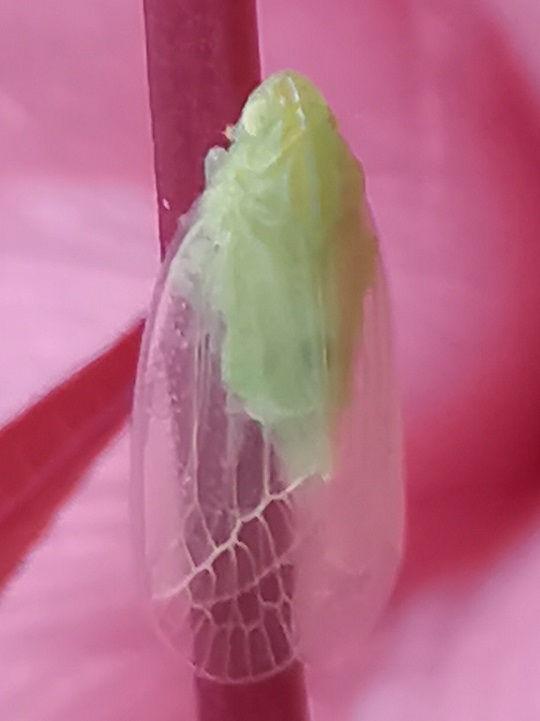 ミドリグンバイウンカ | 萌萌虫雑記帳