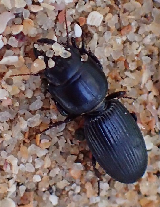 ヒョウタンゴミムシ3 | 萌萌虫雑記帳