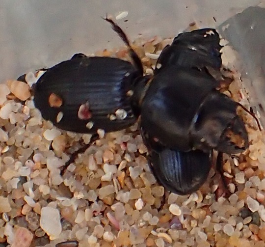 ヒョウタンゴミムシ3 | 萌萌虫雑記帳