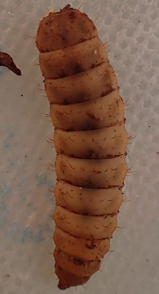 アメリカミズアブ3 | 萌萌虫雑記帳