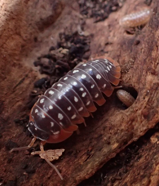 5匹+α スカーレット メルラネラ 成体 ダンゴムシ ワラジムシ ワラダン