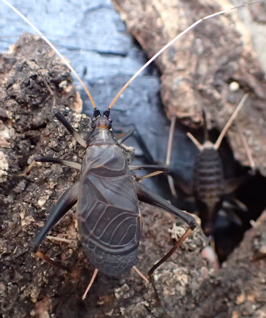 スズムシ13 | 萌萌虫雑記帳