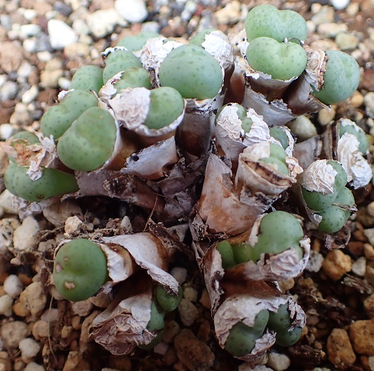 コノフィツム7 | 萌萌虫雑記帳