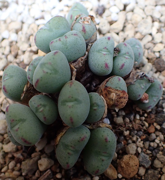 コノフィツム7 | 萌萌虫雑記帳