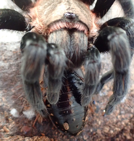 タランチュラの世界: The Tarantula's World | 冨水明 |本