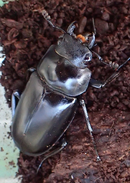 ギラファノコギリクワガタ8 | 萌萌虫雑記帳