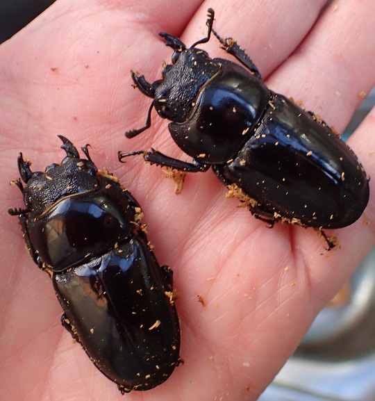 パラワンヒラタクワガタ6 | 萌萌虫雑記帳