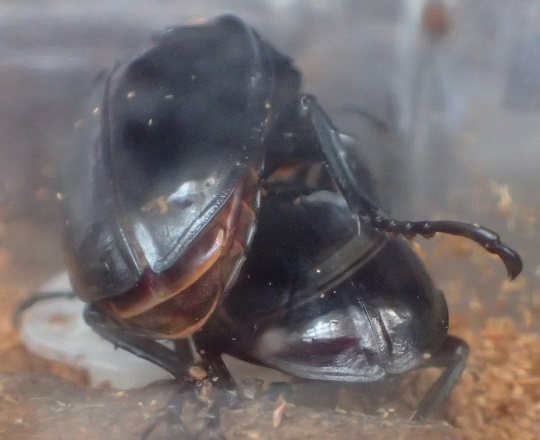タランドゥスオオツヤクワガタ2 | 萌萌虫雑記帳