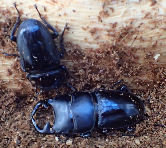 グランディスオオクワガタ2 | 萌萌虫雑記帳
