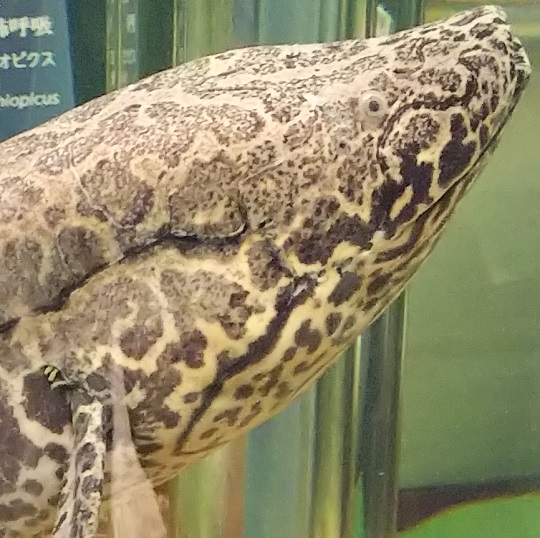 プロトプテルス エチオピクス 28cm ぐらい ワイルド