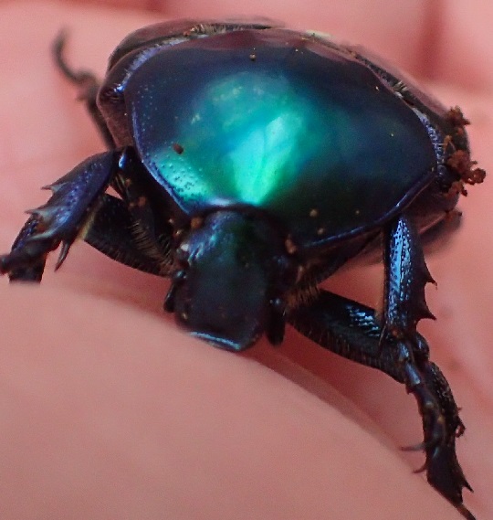 スペキオーサ・シアノクロラ7 | 萌萌虫雑記帳