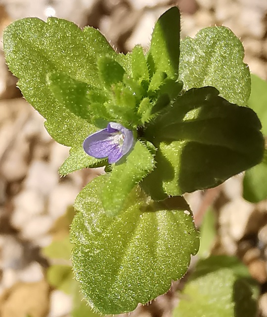 タチイヌノフグリ2 | 萌萌虫雑記帳