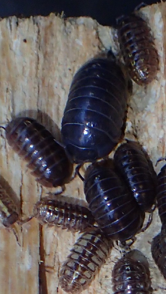 オカダンゴムシ 大玉4 | 萌萌虫雑記帳