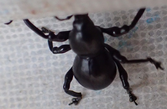 クロカタゾウムシ4 | 萌萌虫雑記帳