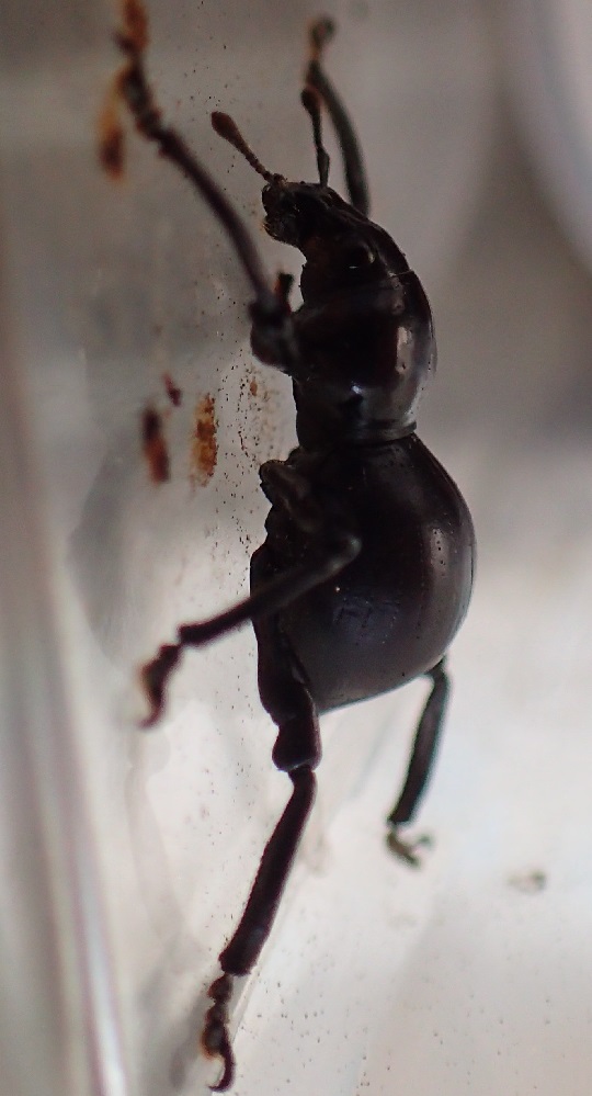 クロカタゾウムシ4 | 萌萌虫雑記帳