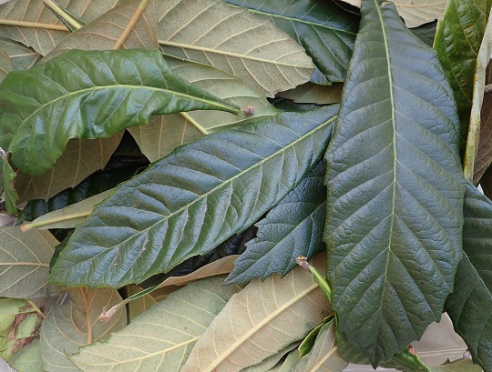 びわの葉っぱ！ 乾燥or生葉 【公式通販】