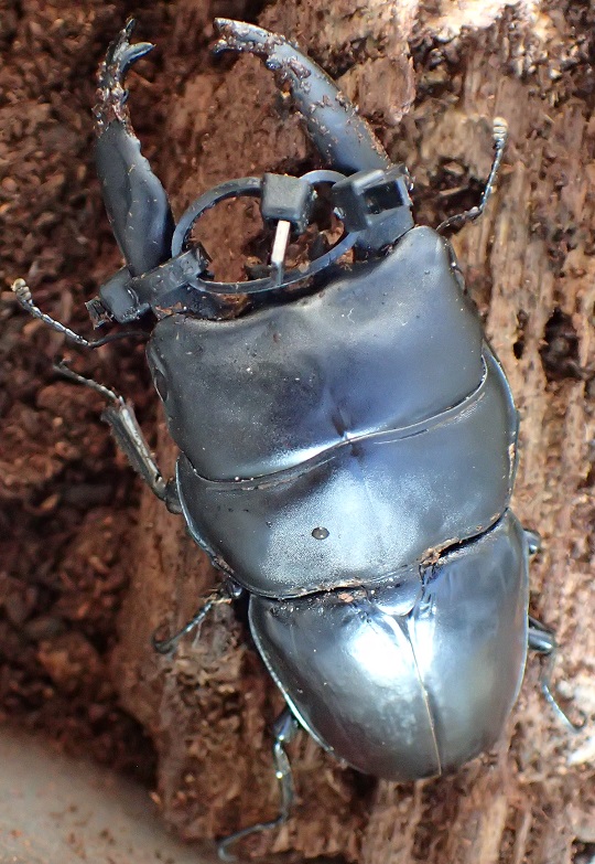 アルキデスヒラタクワガタ4 | 萌萌虫雑記帳